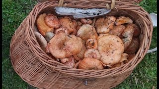 Lactarius deliciosus brotea rovelló niskalo pinatell [upl. by Enila134]