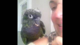 Max the Maximillian Pionus Talking [upl. by Rochemont]