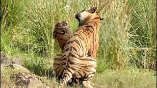 Tiger mating in Pench व्याघ्र मिलन tigermating tiger pench reserve forest  wildlife [upl. by Otrebogad]