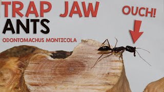 SCARY TRAP JAW ANTS  Odontomachus Monticola [upl. by Lled656]