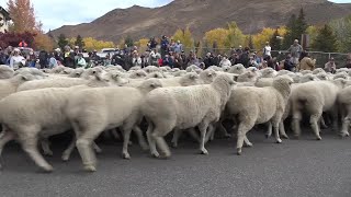 The 25th Trailing of the Sheep Festival culminates with migration through Ketchum [upl. by Ogilvy721]