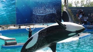 Miami Seaquarium Killer Whale amp Dolphin Show  Full Show 11517 1 [upl. by Evangeline]