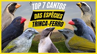 TOP 7 Cantos Das ESPÉCIES De quotTrincaferroquot Aves BONITAS e ATRAENTES [upl. by Dav]