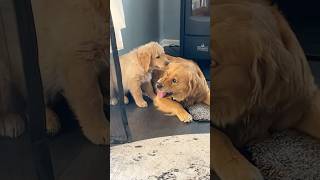 Canine Chaos and Feline Fun Life with 2 Dogs and 1 Cat youtubeshorts viralvideo doglover cat [upl. by Irtak]