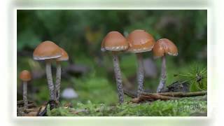 Hypholoma marginatum  fungi kingdom [upl. by Twum633]