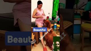 viralvideo funny comedyshorts shortsyoutubeshorts dogs [upl. by Ltsyrk780]