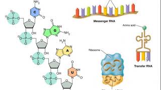 Genética Microbiana  Parte 1 [upl. by Brynn]