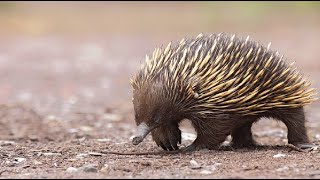 Unveiling the Enigmatic World of Echidnas  Animal histrology [upl. by Colston384]