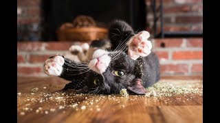 How plants make cats happy AAFP annual conference 2022 [upl. by Vanni]