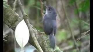 Brasilia Tapaculo  Scytalopus novacapitalis [upl. by Nadruoj237]