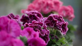 Pelargonium Grandiflorum  Magnificient colours [upl. by Aikemit319]