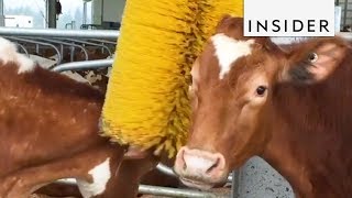 How Brushes Help Dairy Cows [upl. by Enelyar758]