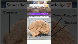 brain🧠 anatomy🧠 details indescription👇 medicalmbbsneetnew🧠videodoctor🫀shorts viral video [upl. by Wolfson838]