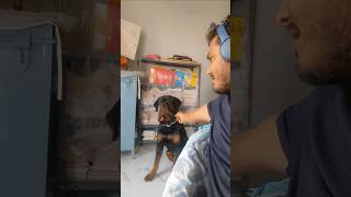 Annoying a Rottweiler shorts youtubeshorts dog [upl. by Madelon983]