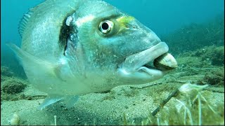 Doradas comiendo berberechos  Gilthead sea bream eating cockles [upl. by Audra]