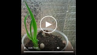 Dracaena Draco Germinating March 2015 [upl. by Accem]