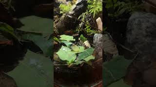 BioActive Terrarium Timelapse ¦ Hauntingly Relaxing [upl. by Lorette586]