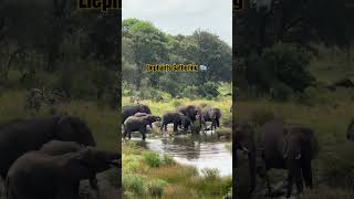 Elephants Gathering Hot session 🌤️🌤️ Animal life experience wildlife animals short [upl. by Schenck681]