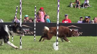 Incredible Dog Challenge 2024 National Finals Presented by Purina Pro Plan [upl. by Ettinger]