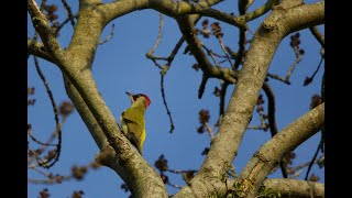 Prachtige Groene specht Apeldoorn 05 10 2024 [upl. by Ahsyekal935]