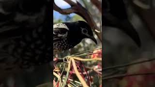 Regent Honeyeater Anthochaera phrygia [upl. by Halivah462]