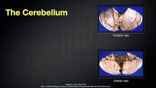 068 The Anatomy and Function of the Cerebellum [upl. by Dixie]