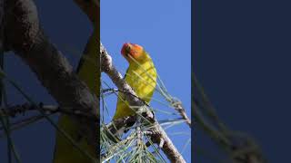 WHAT A BEAUTIFUL BIRD  A Western Tanager High up in a Pine Tree tanager bird nature [upl. by Aseeral]