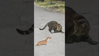 Weasel Faced Cat and Quickly Regrets It shortvideo [upl. by Korfonta]