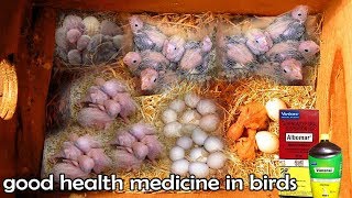 Good medicine for birds in Tamil  தமிழ் [upl. by Etsirk629]