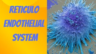 RETICULOENDOTHELIAL SYSTEM [upl. by Snehpets]