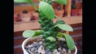 Monadenium Ritchiei [upl. by Marchelle]