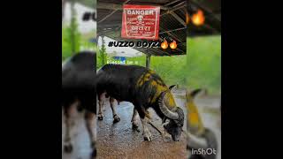 DANGER 🏆🔥🔥☆☆ bullfight goa ☆☆ traditional bullfight ☆☆ India Goa ☆☆ [upl. by Izawa497]