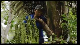 PT Gunung Hijau Masarang Sugar Factory Sulawesi [upl. by Arno]