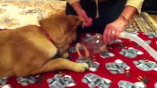 Dog nebulizer  how to start happy [upl. by Yeslehc]