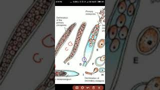 Life Cycle of Saprolegnia [upl. by Mamoun]