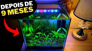 AQUÁRIO CUBO LOW TECH DE CAMARÕES NEOCARIDINA  atualização [upl. by Ahsiema878]