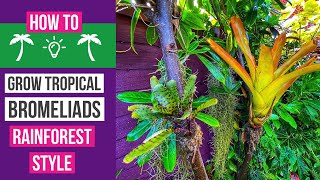 How to grow Bromeliads tropical rainforest style [upl. by Enelyt]