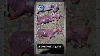 Abortion premature goat baby 😢 goat babygoats goatdelivery goattreatment goatfarming shorts [upl. by Lehcear34]