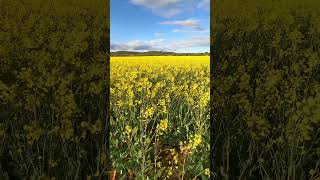 yellow rapeseed fields campos de colza [upl. by Lokcin50]