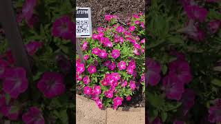 Surfinia Mounding petunia varieties at Metrolina Greenhouses trials [upl. by Hansen]