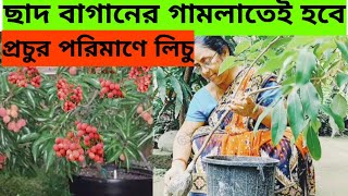 How to get more fruits on Lychee plant  ছাদ বাগানে গামলাতেই হবে প্রচুর পরিমাণে লিচু Lychee [upl. by Erland792]