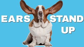 This Sound Compilation Will Make Dogs Ears STAND UP [upl. by Braden]