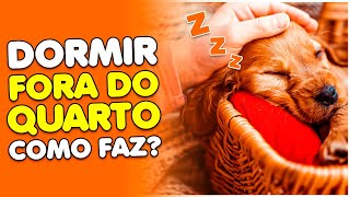 CACHORRO DORMIR FORA DO QUARTO SEM TRAUMAS EXPLIQUEI [upl. by Kcir]