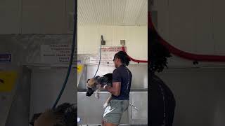 Owner Struggles to Groom German Shepherd [upl. by Ariik]