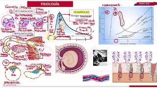 FISIOLOGÍA DE EMBARAZO OBSTETRICIA [upl. by Dan]