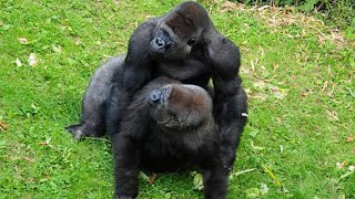 Gorilla Mating Behavior Insights into the Social and Reproductive Lives of Endangered Primates [upl. by Shannan]