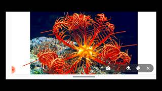 Echinodermata PhylumClassification Of Echinodermata Phylum With ExamplesNon Chordata Part17 [upl. by Carrol]