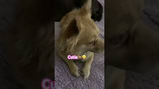 She🐕snobbish 🐕😂but cute youtubeshortsdogshortvideoyoutubeviralvideovideo ytshortspetsyt [upl. by Tavi]