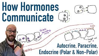 How Hormones Communicate [upl. by Rehpotisrhc]