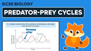 PredatorPrey Cycles  GCSE Biology [upl. by Pandolfi]